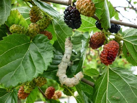 origin of mulberry tree